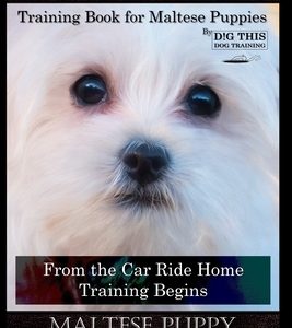 Maltese Puppy Training Book for Maltese Puppies By D!G THIS DOG Training, From the Car Ride Home Training Begins, Maltese Puppy Training