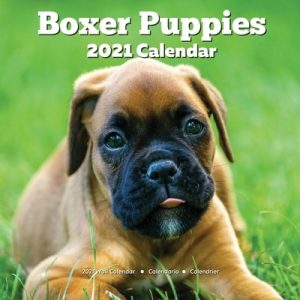 Boxer Puppies 2021 Wall Calendar: Dog Lover Gifts