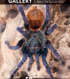 The Tarantula Gallery: Image Reference & Species Accounts