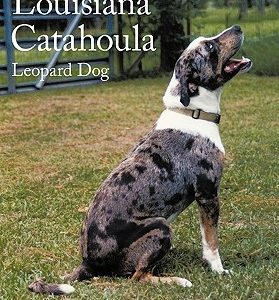 The Complete Louisiana Catahoula Leopard Dog