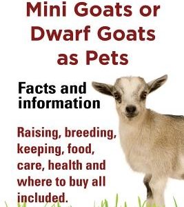 Pygmy Goats as Pets. Pygmy Goats, Mini Goats or Dwarf Goats: Facts and Information. Raising, Breeding, Keeping, Milking, Food, Care, Health and Where