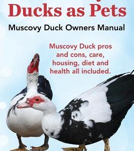 Muscovy Ducks as Pets. Muscovy Duck Owners Manual. Muscovy Duck Pros and Cons, Care, Housing, Diet and Health All Included.