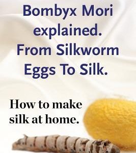 Silkworms Bombyx Mori explained. From Silkworm Eggs To Silk. How to make silk at home.