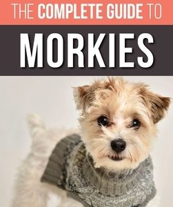 The Complete Guide to Morkies: Everything a new dog owner needs to know about the Maltese x Yorkie dog breed