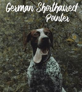 Training Your German Shorthaired Pointer: The Strategies To Master The Skill Of Pointer Training: Basic Commands German Shorthaired Pointer