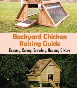 Backyard Chicken Raising Guide: Keeping, Caring, Breeding, Housing & More: What Is Needed To Start Raising Chickens