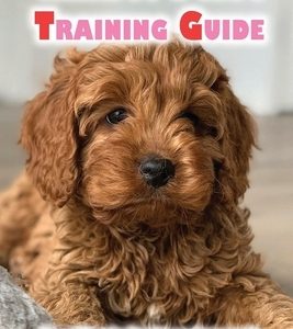 Cavapoo Puppy Training Guide: Expert Tips On Obedience, Commands, Behavior Training & More: Dog Training Kindle Store