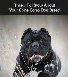 Cane Corso Information: Things To Know About Your Cane Corso Dog Breed: How To Discipline A Cane Corso