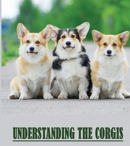 Understanding The Corgis: Exploring Facts About This Herding Breed For Your Kids: History Of Corgi