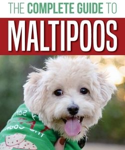 The Complete Guide to Maltipoos: Everything you need to know before getting your Maltipoo dog