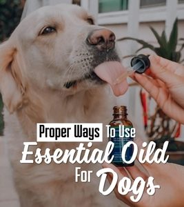 Proper Ways To Use Essential Oild For Dogs: Easy Recipes To Solve Your Dog's Health Problems: Guide For Essential Oils Use For Aromatherapy In Dog