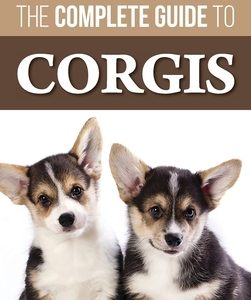The Complete Guide to Corgis: Everything to Know About Both the Pembroke Welsh and Cardigan Welsh Corgi Dog Breeds