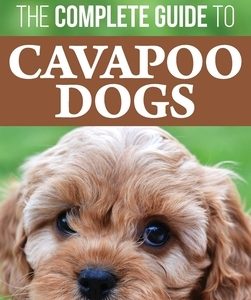The Complete Guide to Cavapoo Dogs: Everything you need to know to successfully raise and train your new Cavapoo puppy