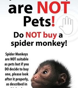 Spider Monkeys Are Not Pets! Do Not Buy a Spider Monkey! Spider Monkeys Are Not Suitable as Pets But If You Do Decide to Buy One, Please Look After It