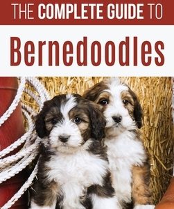 The Complete Guide to Bernedoodles: Everything you need to know to successfully raise your Bernedoodle puppy!