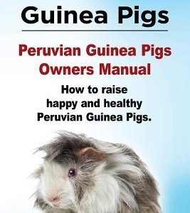 Peruvian Guinea Pigs. Peruvian Guinea Pigs Owners Manual. How to raise happy and healthy Peruvian Guinea Pigs.