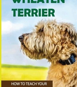 Wheaten Terrier: How To Teach Your Wheaten Terrier: Tips For Taking Care Of Your Wheaten Terrier Puppies
