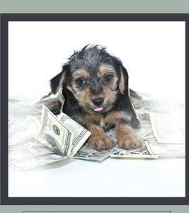 Growing Your Dog Business: The Complete Guide To Make Your Dog And Puppy Business: Methods To Bring Puppy Service To Customers