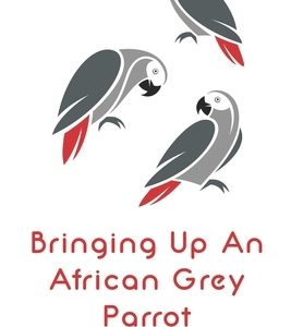 Bringing Up An African Grey Parrot: Caring, Training, Treatments And More: How African Grey Speak