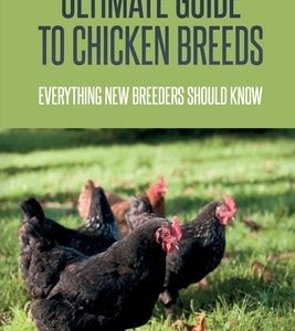Ultimate Guide To Chicken Breeds: Everything New Breeders Should Know: Proper Ways Of Incubating Chicken Eggs