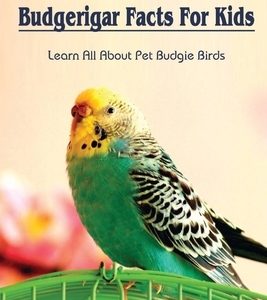 Budgerigar Facts For Kids: Learn All About Pet Budgie Birds: Types Of Budgerigars