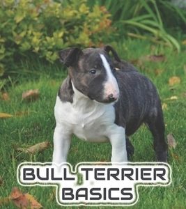 Bull Terrier Basics: What To Expect When Caring For A Miniature Bull Terrier: How To Train A Bull Terrier To Walk On A Leash