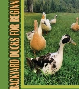 Backyard Ducks For Beginners: Things You Need To Know About Raising Backyard Ducks: Backyard Duck Setup