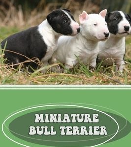 Miniature Bull Terrier: History, Temperament, Care, Training: How To Train A Bull Terrier Not To Bite