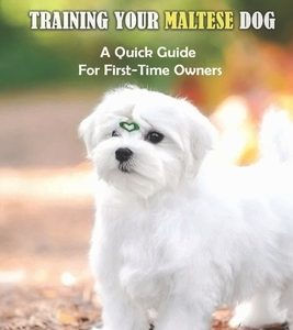 Training Your Maltese Dog: A Quick Guide For First-Time Owners: Maltese Breed Characteristic