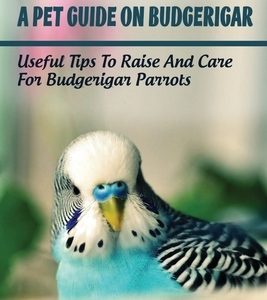 A Pet Guide On Budgerigar: Useful Tips To Raise And Care For Budgerigar Parrots: Where To Buy Parakeet