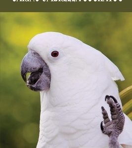 Caring Umbrella Cockatoo: What You Need To Know Before & After You Bring Cockatoo Home: Cockatoo Habitat And Environment
