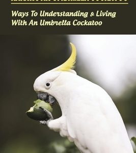 Raising An Umbrella Cockatoo: Ways To Understanding & Living With An Umbrella Cockatoo: What Is The Lifespan Of An Umbrella Cockatoo