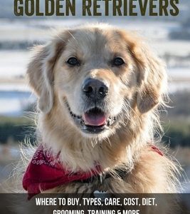 Ultimate Guide On Golden Retrievers: Where To Buy, Types, Care, Cost, Diet, Grooming, Training & More: How Do You Discipline A Golden Retriever