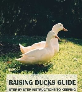 Raising Ducks Guide: Step By Step Instructions To Keeping And Caring For Ducks: Methods For Successfully Raising Ducks