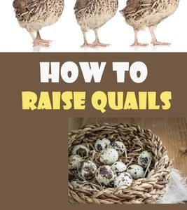 How To Raise Quails: Guide To Raise Quails As A Hobby Or For Commercial Gains: How Do I Start Quail Farming?