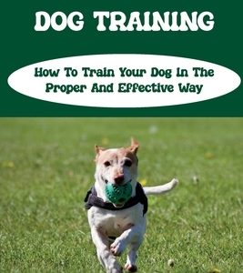 Basics Of Dog Training: How To Train Your Dog In The Proper And Effective Way: Dog Training Tips For Beginners