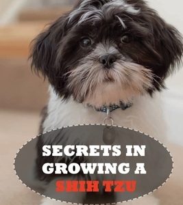 Secrets In Growing A Shih Tzu: Caring, Feeding And Training Your Shih Tzu At Home: Tips For Shih Tzu Owners