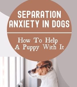 Separation Anxiety In Dogs: How To Help A Puppy With It: How To Break A Dog'S Separation Anxiety