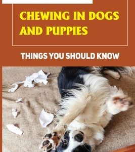 Stop Destructive Chewing In Dogs And Puppies: Things You Should Know: How To Prevent You Dogs From Destructive Chewing