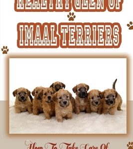 Healthy Glen of Imaal Terriers: How To Take Care Of Them, Training Tips: Treatment For Glen Of Imaal Terriers