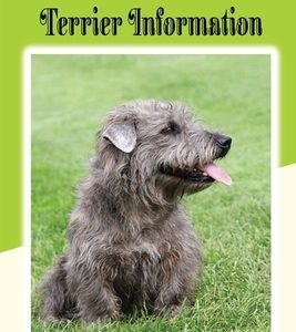 Glen of Imaal Terrier Information: The Traits, Care, Costs, Feed And Cure For Diseases: Treating A Glen Of Imaal Terrier Guide