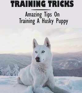 Husky Training Tricks: Amazing Tips On Training A Husky Puppy: Some Tips On Training A Husky