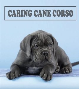 Caring Cane Corso: All You Should Know About Your Dog Breed: Diet And Nutrition For Cane Corso