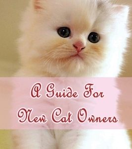 A Guide For New Cat Owners: Everything You Need To Know About Raising Your First Cat: How Do I Care For My New Kitten?