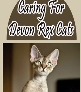 Caring For Devon Rex Cats: Tips And Advice For First-Time Cat Owners: Things You Didn'T Know About The Devon Rex