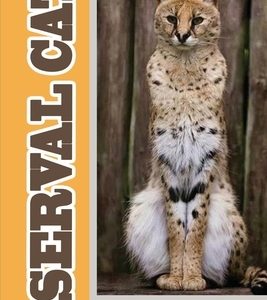 Serval Cat: Housing, Training, Caring: Care Guide For Serval Cat