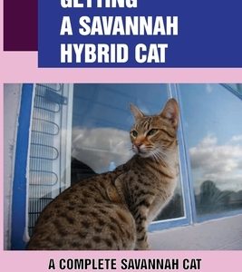 Getting A Savannah Hybrid Cat: A Complete Savannah Cat Owner Guide: Train And Play With Your New Savannah Kitten