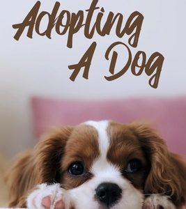 The Comprehensive Guide To Adopting A Dog: Choosing The Right Breed & Looking After Him/Her: What To Know Before You Adopt A Dog