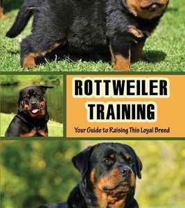 Rottweiler Training: Your Guide to Raising This Loyal Breed: How To Raise A Rottweiler?