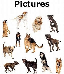 Dog Breeds Pictures: Over 100 Breeds Including Chihuahua, Pug, Bulldog, German Shepherd, Maltese, Beagle, Rottweiler, Dachshund, Golden Ret